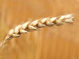 Jak ma wyglądać transport zbóż z Ukrainy? 